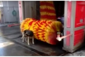 Смелая собака помылась на автомойке