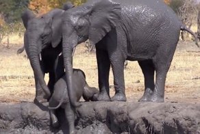 Старшие товарищи помогли слоненку выбраться из грязевой ванны