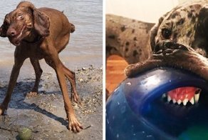 20 фотографий собак, после просмотра которых хочется сказать: «Кажется, ваш пёс сломался, несите нового!»