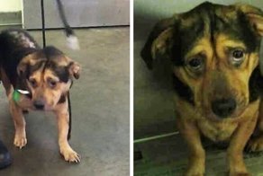 Очень трогательная история о собачке, которую взяли из приюта