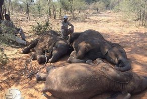 Браконьеры убили почти сотню слонов в заповеднике Ботсваны