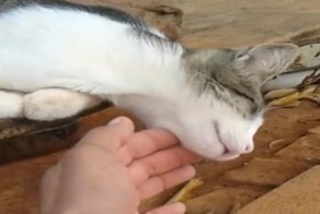 Котик спит мертвым сном