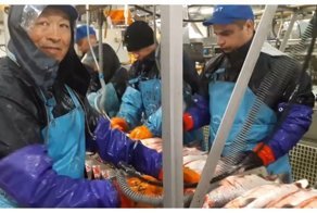 Как работают в рыбном цеху на Камчатке