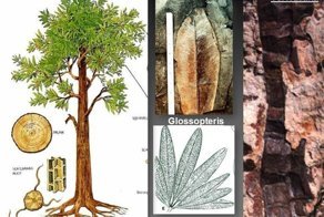 Учёные обнаружили ископаемые леса Антарктики