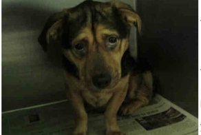 Ребят отговаривали забирать дикого пса… Но нелюдимый питомец очень изменился в новой семье!