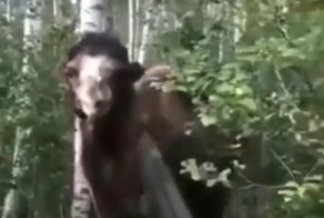 Неожиданная встреча с верблюдом в лесу