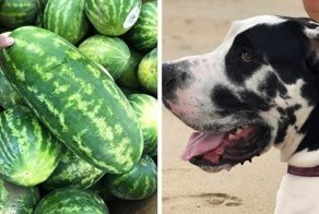 18 случаев, когда природа решила нас немного подколоть