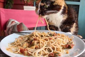 А кто устоял бы? Кошка соблазнилась вкусной пастой и из-за этого стала звездой!