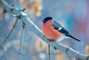 Пестрый мир пернатых