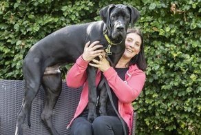 Арни, самый крупный щенок в Великобритании