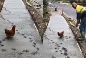 Неровно залили, переделывайте! Курица проинспектировала пешеходную дорожку в Австралии