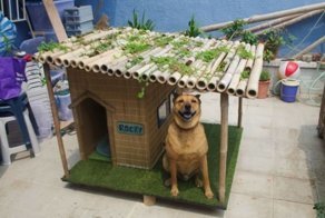 Как сделать собаку счастливой?