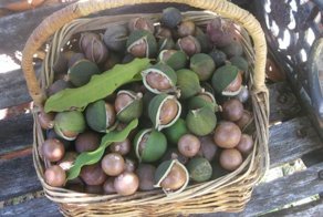 Макадамия - один из самых дорогих орехов в мире