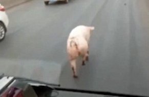 Видео: вихляющая бедрами свинья идет по шоссе как по подиуму