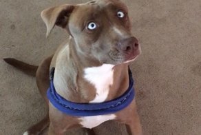 В слепую собаку летели камни… Но впереди ее ждала жизнь, наполненная счастьем!