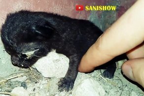 История одного крохотного бездомного котёнка