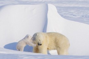 Выход в свет