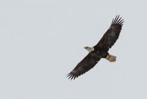 Орлан преданно ждал свою невесту у окон больницы целую неделю