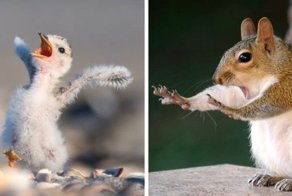 Финалисты конкурса Comedy Wildlife Photography Awards 2018