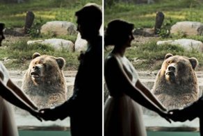 Смешная реакция медведя на фотосессию новобрачных в зоопарке