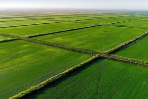 Как выращивают рис в России