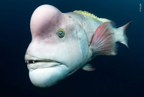 Конкурс дикой фотографии Wildlife Photographer of the Year 2018