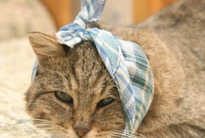 Примеры наглой симуляции от Котеек