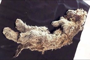В вечной сибирской мерзлоте обнаружен 50-тысячелетний пещерный львёнок