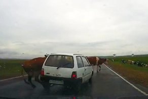 Пожилой водитель сбил корову на трассе