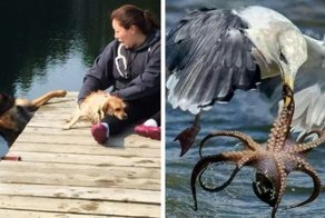 18 крутых кадров, сделанных в нужный момент