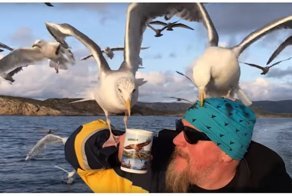 Мужчина напоил стаю чаек чаем