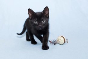 История одного кота
