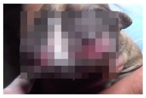 В Перу родился двухмордый щенок, которого пользователи сети назвали "исчадием сатаны": видео