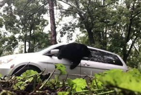 Медведь оказался запертым в машине и совершил эпичный побег