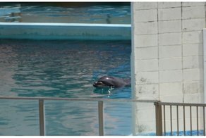 Дельфина и других животных бросили в закрывшемся японском морском парке