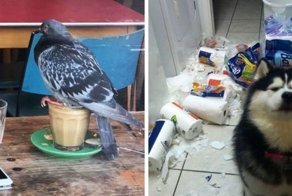 18 зверей, которые устроили пакости, но ничуть в этом не раскаиваются