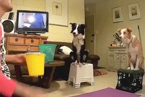 Собачьи гифки