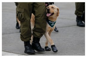 Чилийские полицейские вышли на парад с песиками в ботиночках и порвали мимиметр зрителей