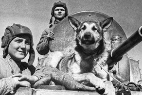 Дина Волкац и её знаменитые четвероногие бойцы