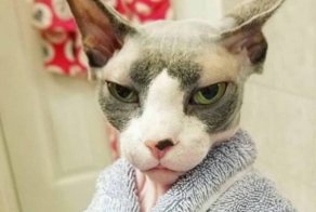 Субботний котопост