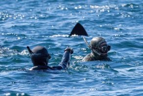 Дайверы спустились под воду и напоролись на акулу-гиганта