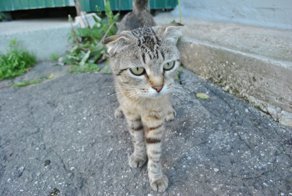 Очень колоритные уличные коты