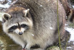 Еноты - гении адаптации