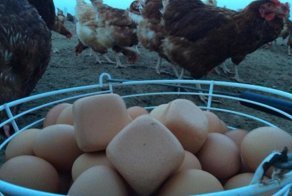 История про юморного деда и квадратные куриные яйца