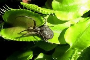 Гифки дня: подборка прикольных гифок