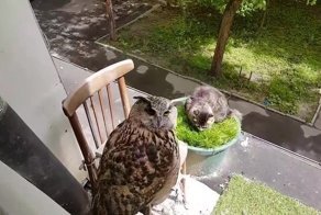 Эти забавные ... совы!