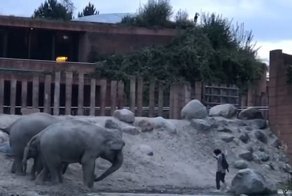 Видео: слоны выгоняют из своего вольера забравшегося туда посетителя зоопарка