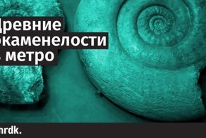 Древние окаменелости в метро
