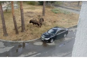 Два лося устроили драку за самку во дворе жилого дома