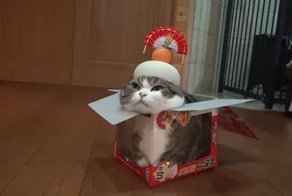 Кошачьи гифки